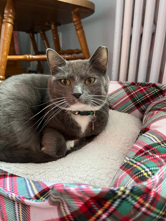 Cat nail clipping